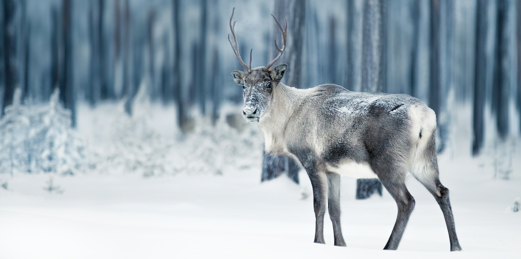 Fundación Campos del Psicoanálisis